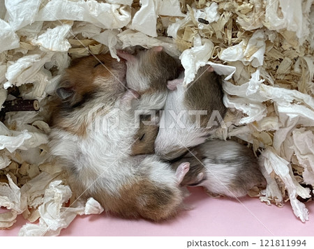 Nursing mother hamster with her baby 10 days old, top view 121811994