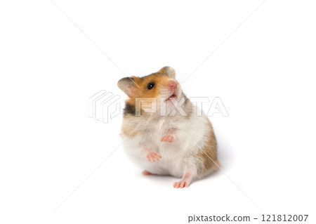 Cute small hamster with golden fur standing and looking up on white background Cute small hamster with golden fur standing and looking up on white background 121812007