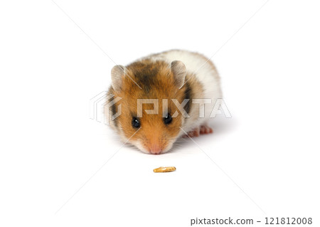 One small golden hamster portrait One small golden hamster portrait 121812008