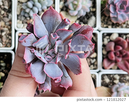 Purple Echeveria Trumpet Pinky Plant Succulent Flower Rosette close-up Purple Echeveria Trumpet Pinky Plant Succulent Flower Rosette close-up 121812027