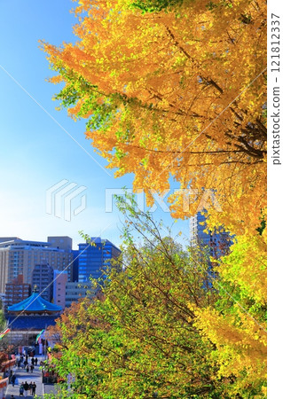 [東京] 晴天的不忍池弁天堂和銀杏（上野公園） 121812337