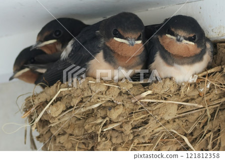 Swallow's nest - chicks about to leave the nest - they look cramped 121812358