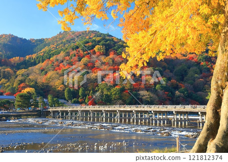 [Kyoto Prefecture] Clear skies in Arashiyama, autumn leaves at Togetsukyo Bridge 121812374