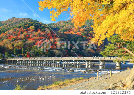 [Kyoto Prefecture] Clear skies in Arashiyama, autumn leaves at Togetsukyo Bridge 121812375
