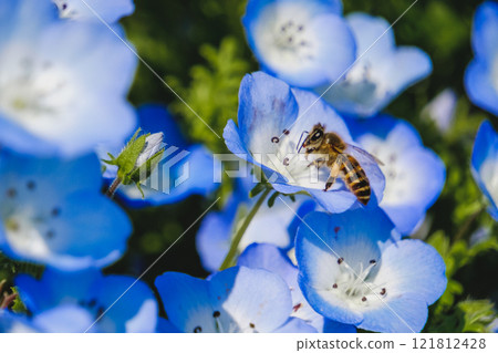 蜜蜂吮吸nemophila的花蜜 蜜蜂吮吸nemophila的花蜜 121812428