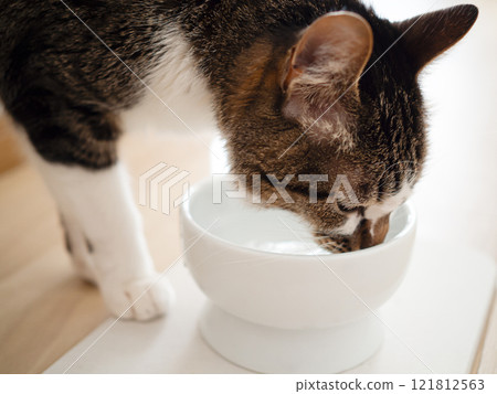 Cat drinking water 121812563