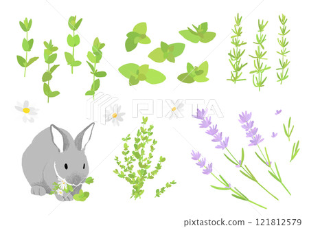 Herbs and rabbit hand drawn illustration set 121812579