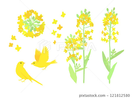 油菜花和金絲雀手繪插畫 油菜花和金絲雀手繪插畫 121812580