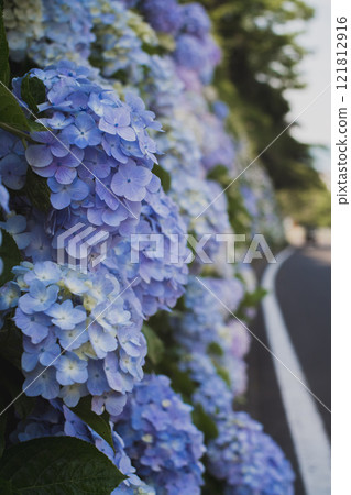 Hydrangea flowering along the road Hydrangea flowering along the road 121812916