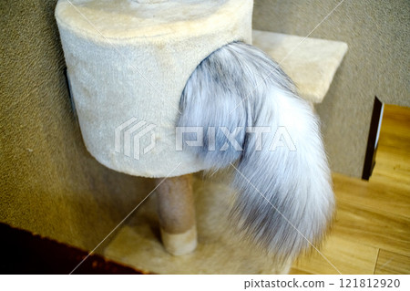 A cat whose tail is visible even when hiding 121812920