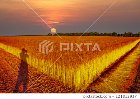 Flax fields in Normandy, France 121812937
