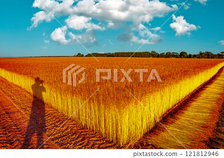 Flax fields in Normandy, France 121812946