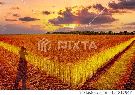 Flax fields in Normandy, France 121812947