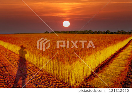 Flax fields in Normandy, France 121812950