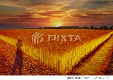 Flax fields in Normandy, France 121812952