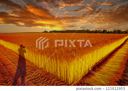 Flax fields in Normandy, France Flax fields in Normandy, France 121812953