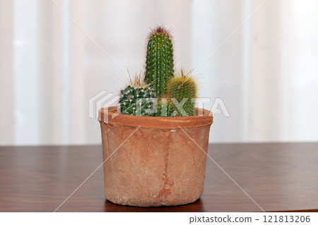 House cactus cactus House cactus cactus 121813206