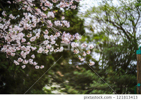 櫻花 櫻花 121813413