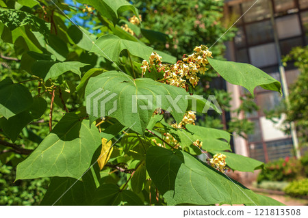 Close-up shot of Catalpa or catawba with large, heart-shaped leaves flowering with showy, white flowers in bright sunlight in summer. Close-up shot of Catalpa or catawba with large, heart-shaped leaves flowering with showy, white flowers in bright sunlight in summer. 121813508