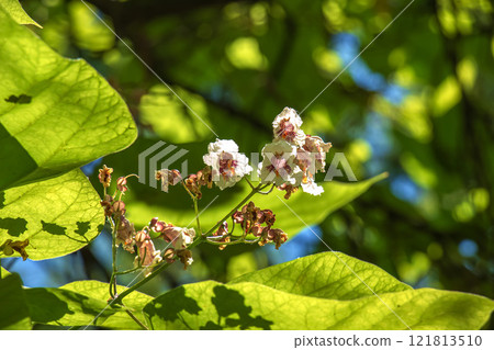 Close-up shot of Catalpa or catawba with large, heart-shaped leaves flowering with showy, white flowers in bright sunlight in summer. Close-up shot of Catalpa or catawba with large, heart-shaped leaves flowering with showy, white flowers in bright sunlight in summer. 121813510