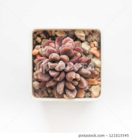 Beautiful red succulent Sinocrassula Densirosulata plant on white background 121813545