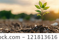 Young plant sprouting in soil at sunset 121813616