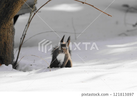 A squirrel standing in the snow 121813897