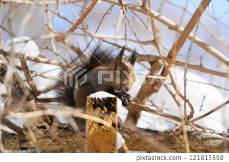Hokkaido squirrel eating food Hokkaido squirrel eating food 121813898
