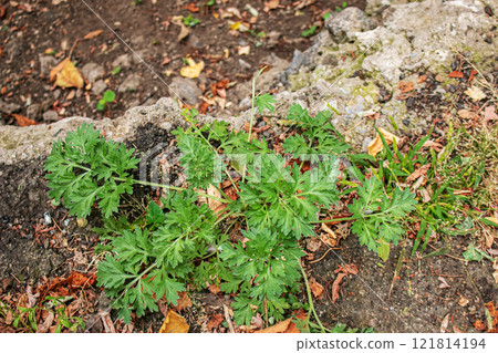 Closeup of fresh growing sweet wormwood Artemisia Annua, sweet annie, annual mugwort grasses in the wild field, Artemisinin medicinal plant, natural green grass leaves texture wallpaper background Closeup of fresh growing sweet wormwood Artemisia Annua, sweet annie, annual mugwort grasses in the wild field, Artemisinin medicinal plant, natural green grass leaves texture wallpaper background 121814194