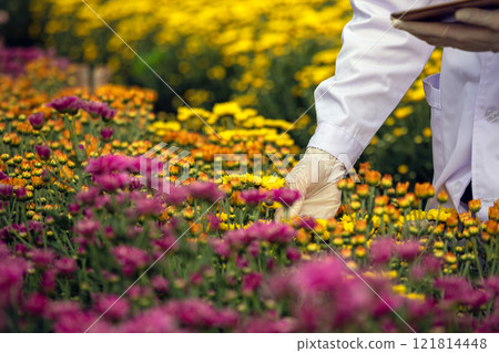 Scientist in white lab coat catching and examining vibrant chrysanthemums flowers in blooming field while holding clipboard with copy space Scientist in white lab coat catching and examining vibrant chrysanthemums flowers in blooming field while holding clipboard with copy space 121814448