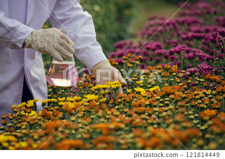 Scientist examining chrysanthemums flowers in field while holding glass flask with pink liquid for agricultural research with copy space 121814449