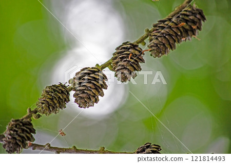 Close up of pine cones on a branch with blurred green background 121814493