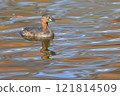 Little Grebe swimming in a pond with autumn leaves 121814509