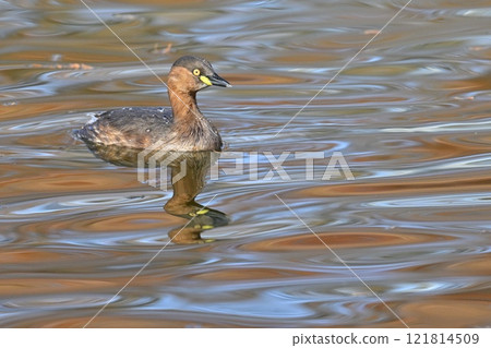 Little Grebe swimming in a pond with autumn leaves Little Grebe swimming in a pond with autumn leaves 121814509