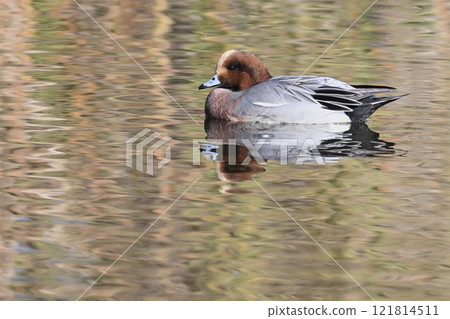 Hydrigamous male 121814511