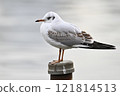 Black-headed gull perching on a fence 121814513