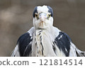 Grey Heron front face 121814514