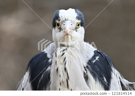 Grey Heron front face 121814514