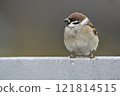 Sparrow 121814515