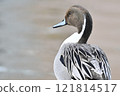 A long-tailed duck stretching its neck 121814517