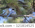 Pine and Blue-tailed Magpie 121814525
