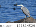Grey Heron on the Tama River 121814529
