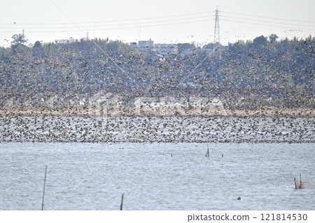 A large flock of Tomoe ducks 121814530
