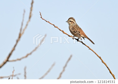 Whirlwind stopping in branches Whirlwind stopping in branches 121814531