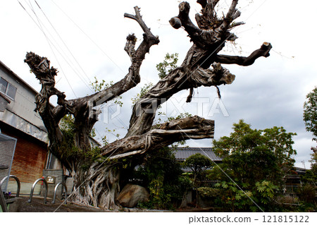 Taozaki Ako Tree, Matsuai, Uki City, Kumamoto Prefecture 121815122