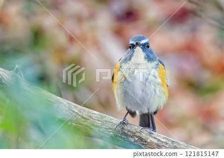 森林中的藍尾捕蠅器，前視圖 121815147