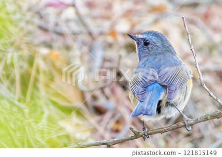 A Blue-and-White Flycatcher Perched on a Branch, Rear View A Blue-and-White Flycatcher Perched on a Branch, Rear View 121815149