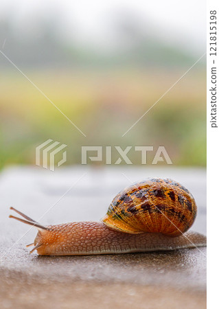 A snail crawls along a rough surface. Gastropods with an external shell A snail crawls along a rough surface. Gastropods with an external shell 121815198