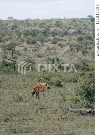 Safari in South African savannah. Red spotted hyena stands near low trees 121815199