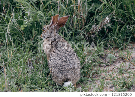 Bloated mites feed on animals. Sick wild hare with ticks attached to its ears Bloated mites feed on animals. Sick wild hare with ticks attached to its ears 121815200